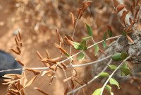 ΥΠΑΑΤ: Κανένα κρούσμα Xylella fastidiosa στη χώρα μας