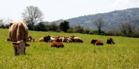 Μέχρι τις 22 Απριλίου οι αιτήσεις για τη Βιολογική Κτηνοτροφία