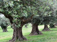 Κομισιόν: Απαράδεκτοι οι δασμοί των ΗΠΑ στις ισπανικές ελιές